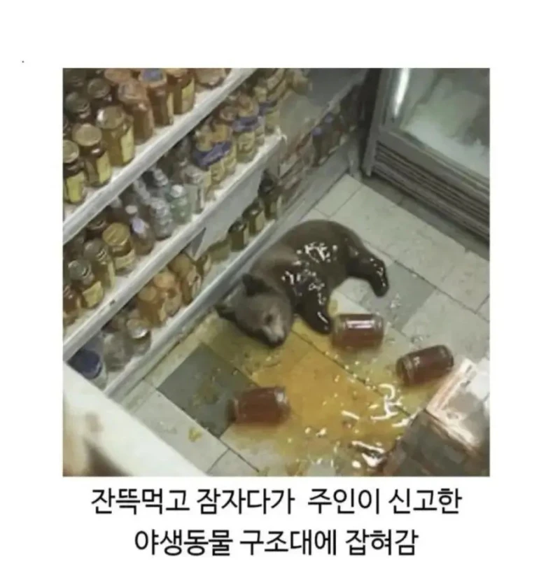혈당 스파이크 온 불곰-2