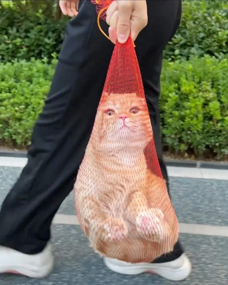 건물 관리인이 잡아준 집 나간 고양이-2