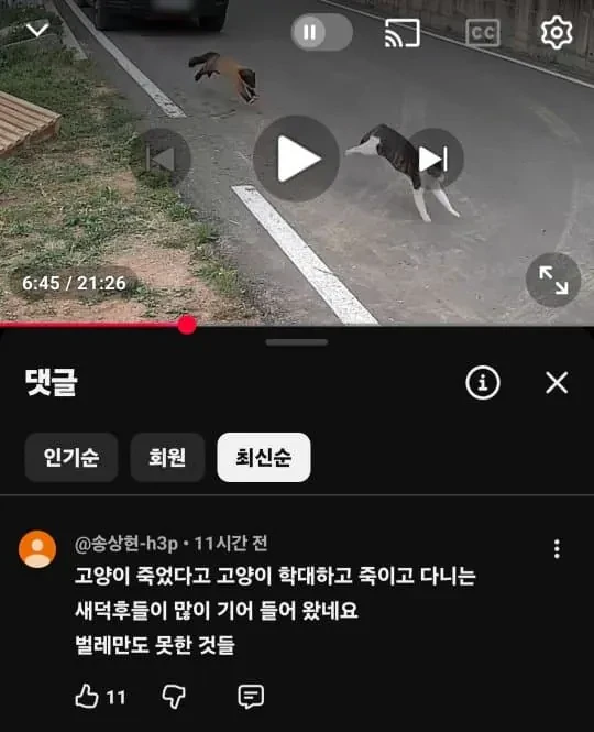 고양이 죽인다고 담비가 유해동물이라는 캣맘들