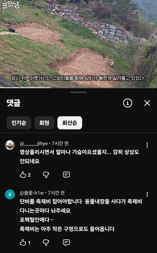 고양이 죽인다고 담비가 유해동물이라는 캣맘들-2