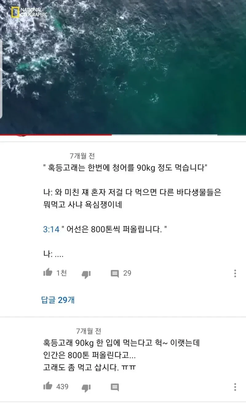 혹등고래는 한번에 청어를 90kg 정도 먹습니다