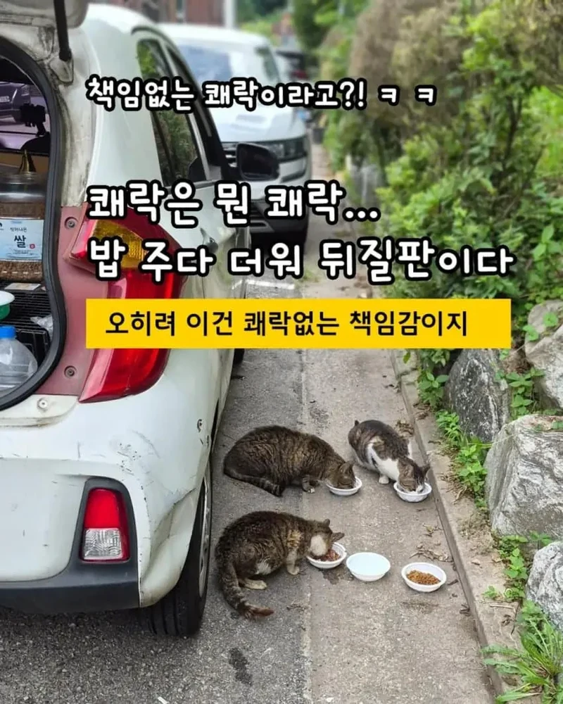 책임없는 쾌락이라는말에 빡친 캣맘들