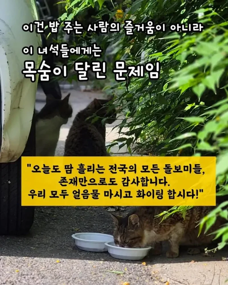 책임없는 쾌락이라는말에 빡친 캣맘들-2