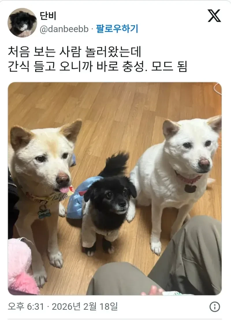 강아지들이 낯선 사람에게 짖지 않는 이유