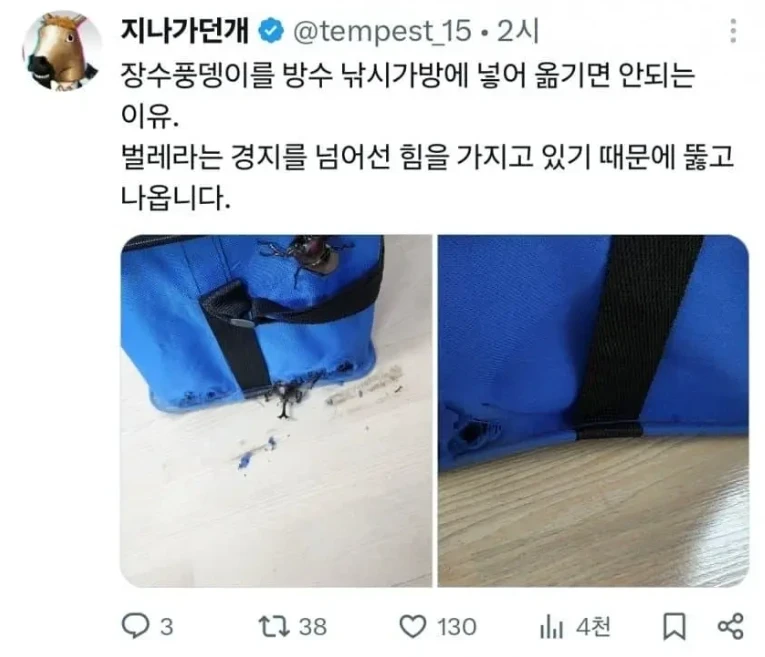 장수풍뎅이 잡았다고 가방에 넣으면 안되는 이유