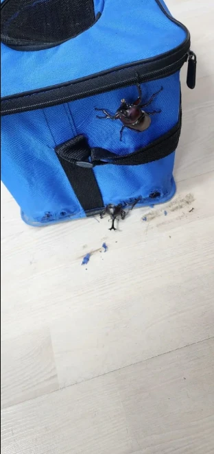 장수풍뎅이 잡았다고 가방에 넣으면 안되는 이유-2