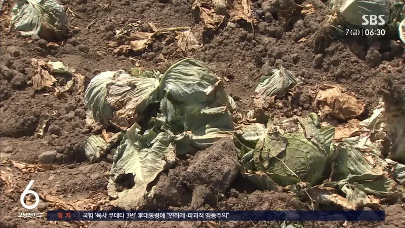 폭염에 농작물 초토화-2