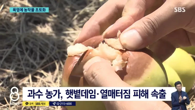 폭염에 농작물 초토화-3