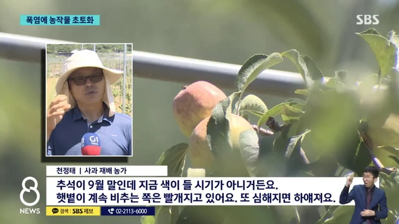폭염에 농작물 초토화-4