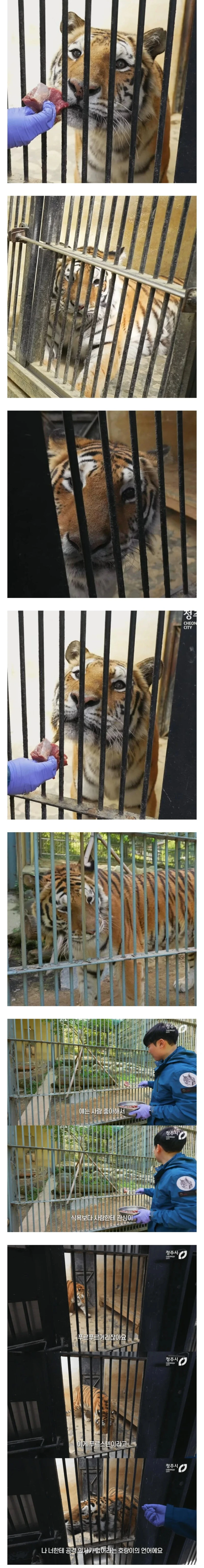 사람 좋아하는 청주동물원 호랑이