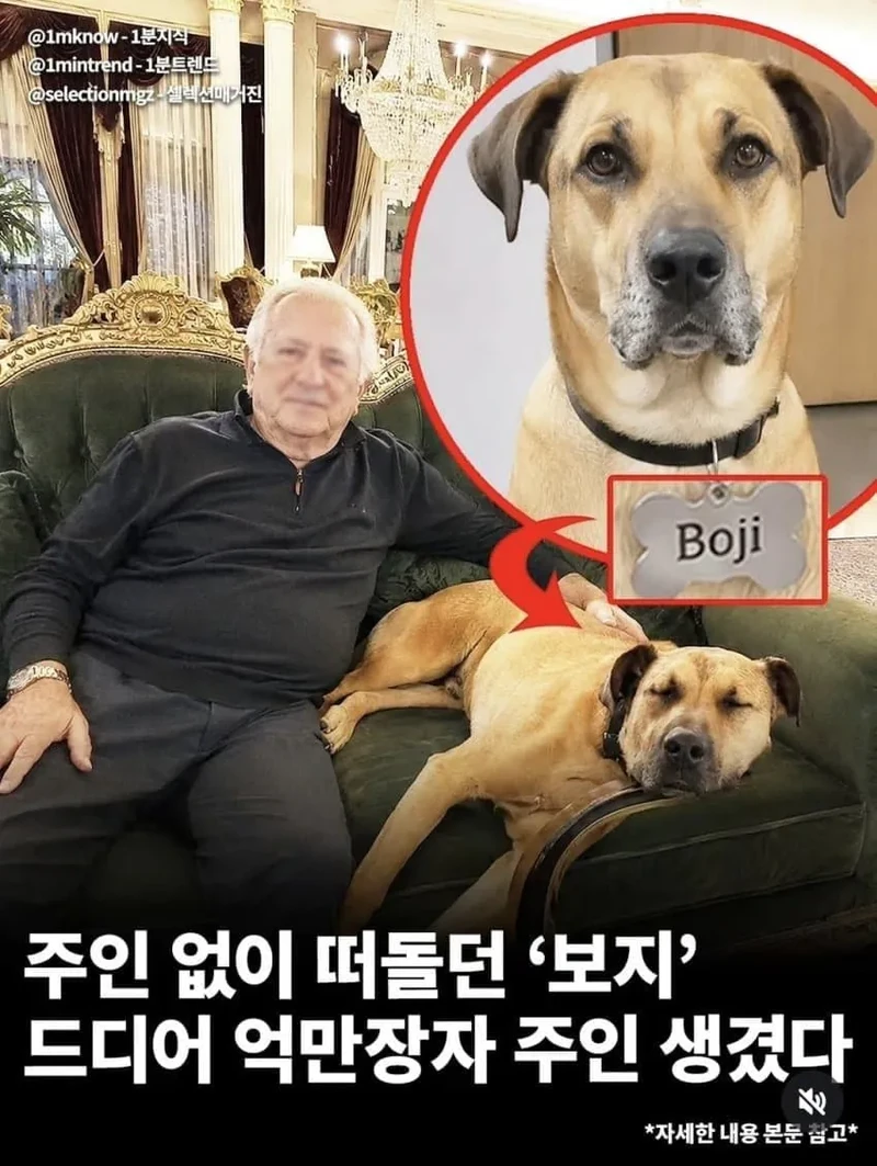 주인없이떠돌던 개보지
