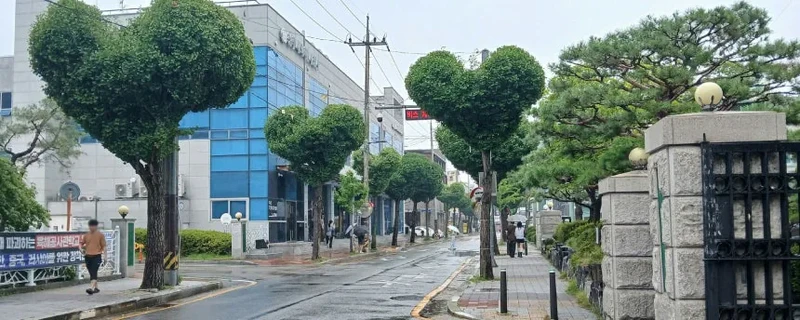 하트 헤어컷 청주시 은행나무 근황-2