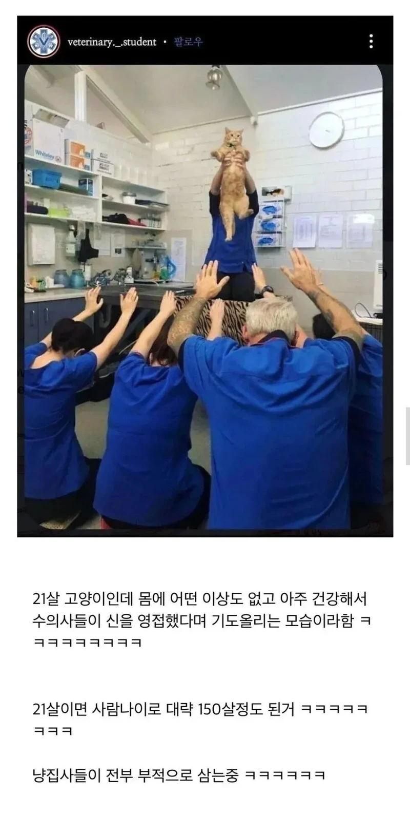 오오 고양이의 신이시여