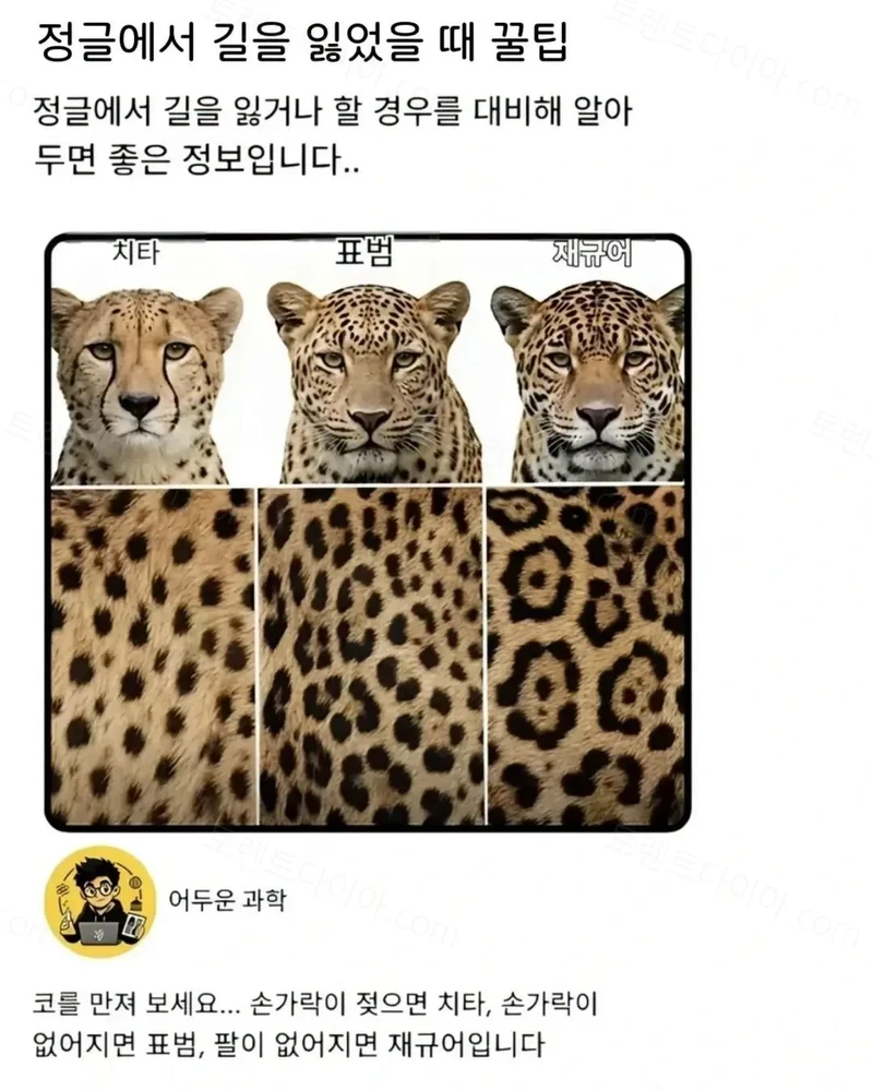치타 표범 재규어 구분법