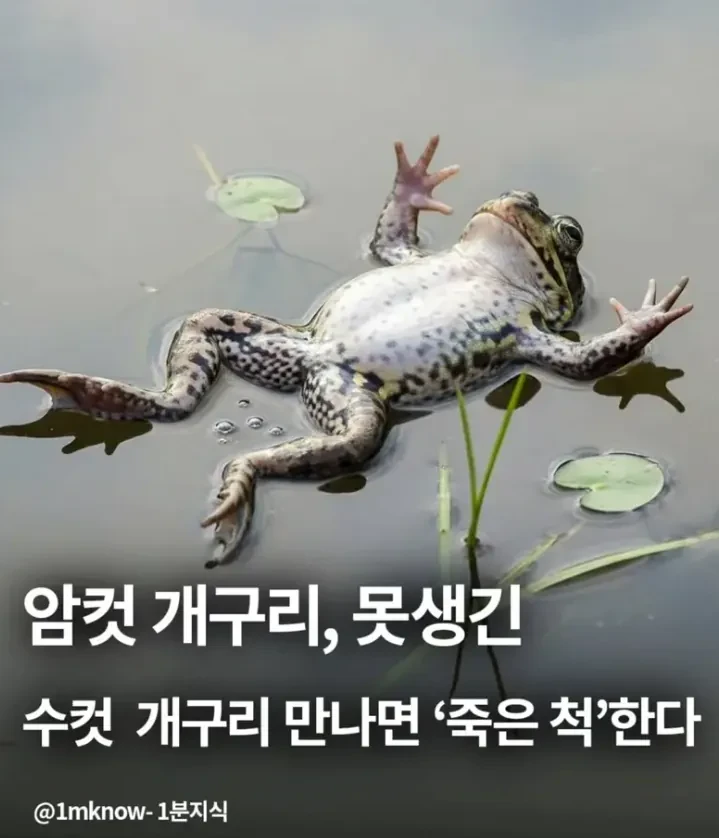 충격! 암컷 개구리 못생긴 수컷 만나면 '죽은 척' 한다