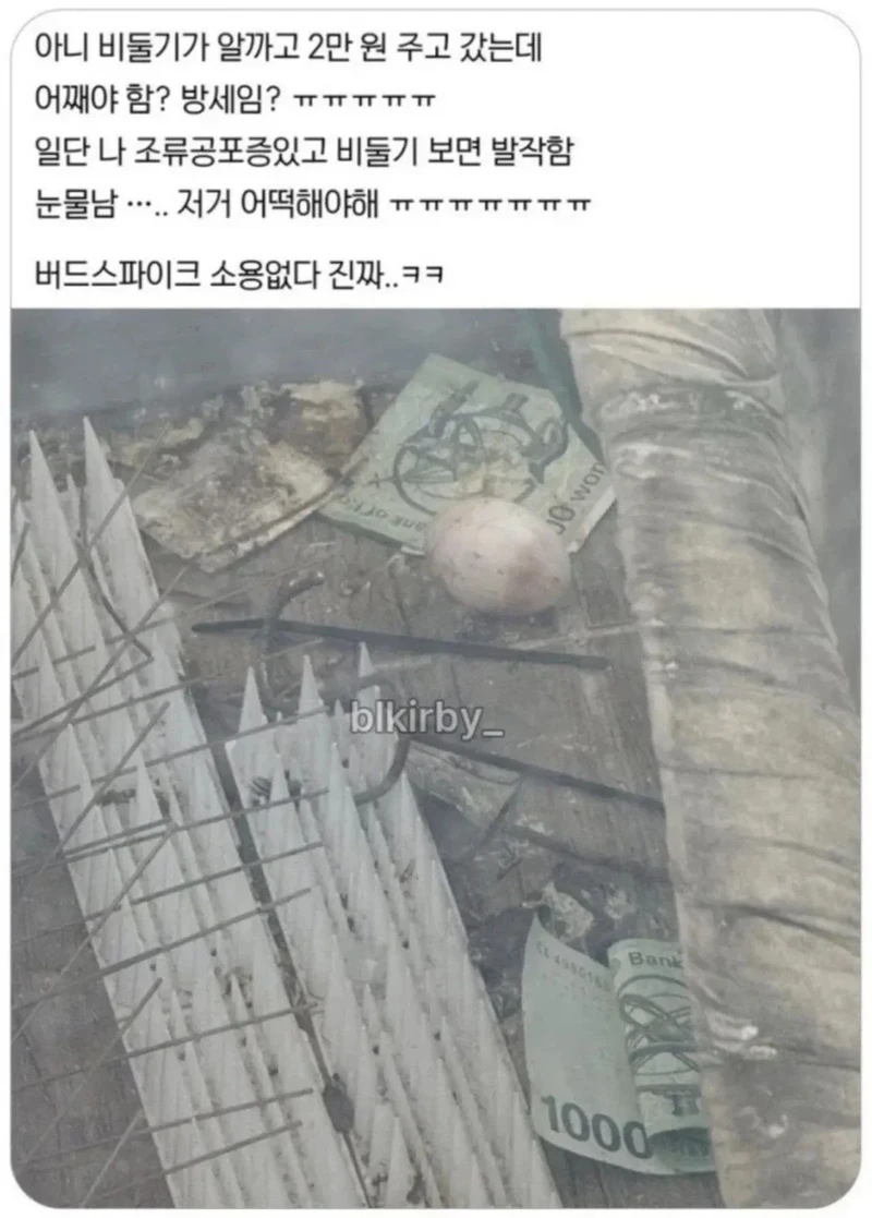 요즘 젊은 비둘기 근황