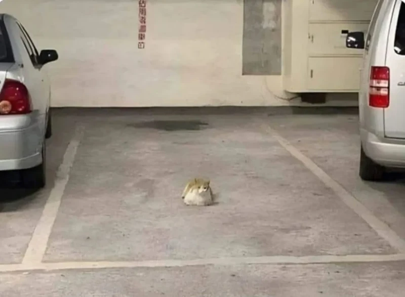 주차빌런