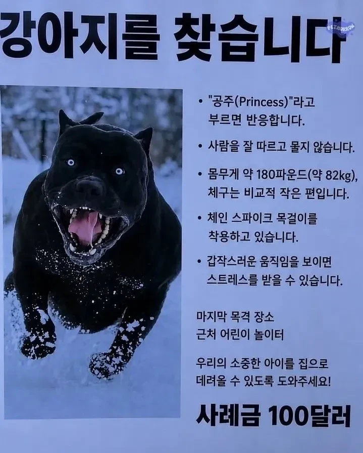 강아지를 찾습니다