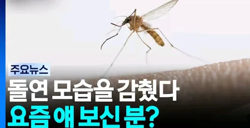 요즘 안보이는것