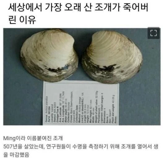 세상에서 가장 오래 산 조개가 죽은 이유