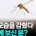 요즘 안보이는것