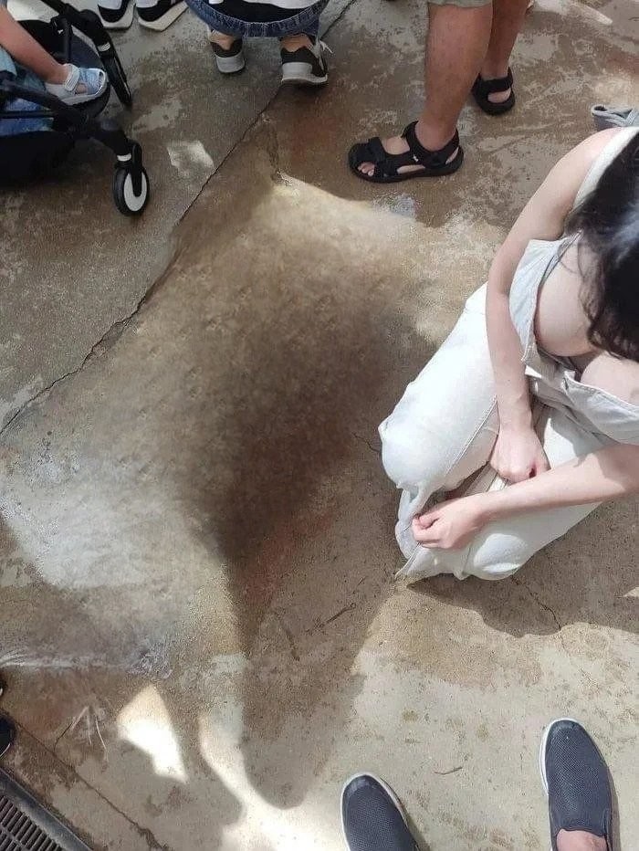 카피바라의 충격적인 실제 크기 ㄷㄷ