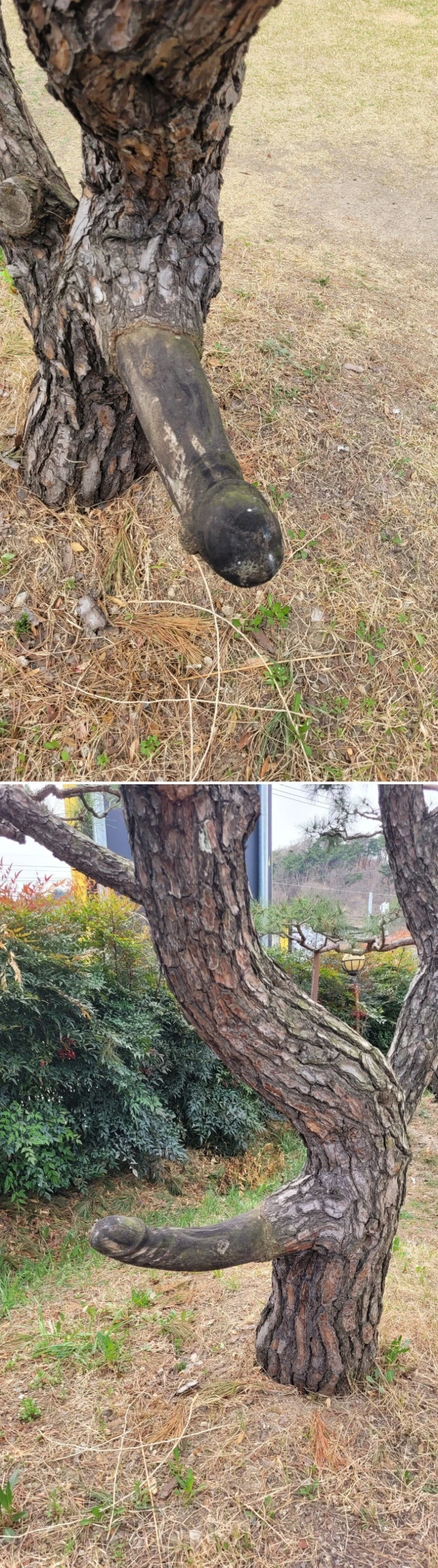이 나무 대체 왜이렇게 생긴거임