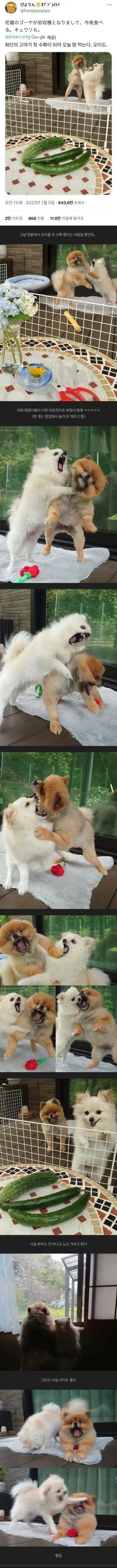 오이와 여주를 찍었을 뿐인 트윗