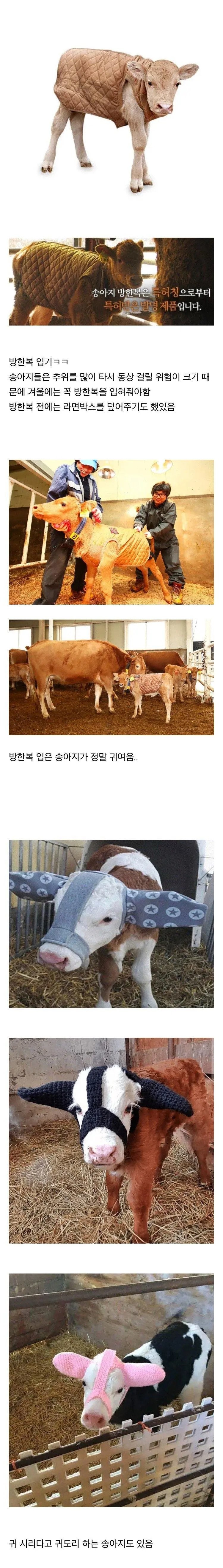 송아지들이 추운 겨울 나는 법.jpg