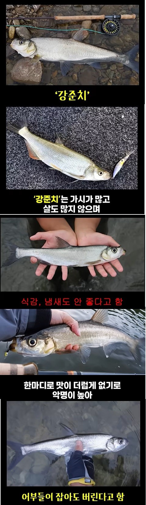 인간이 안먹는 물고기