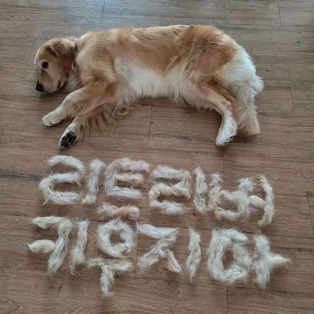 털빠짐 레전드...jpg