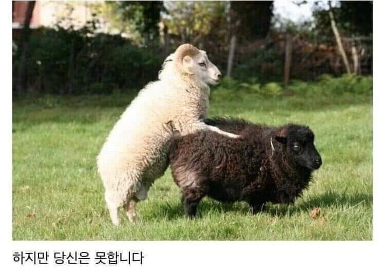 양도합니다.jpg
