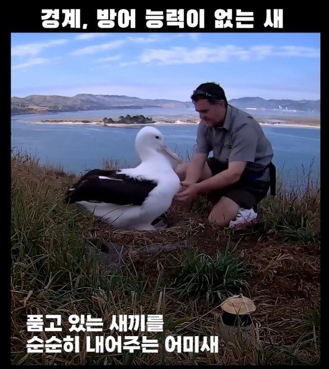 경계, 방어능력이 없는 새 