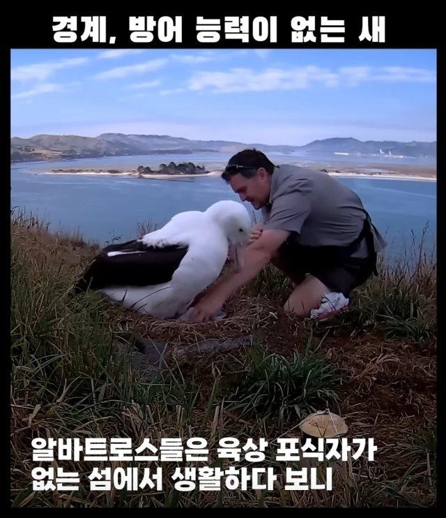 경계, 방어능력이 없는 새 -2