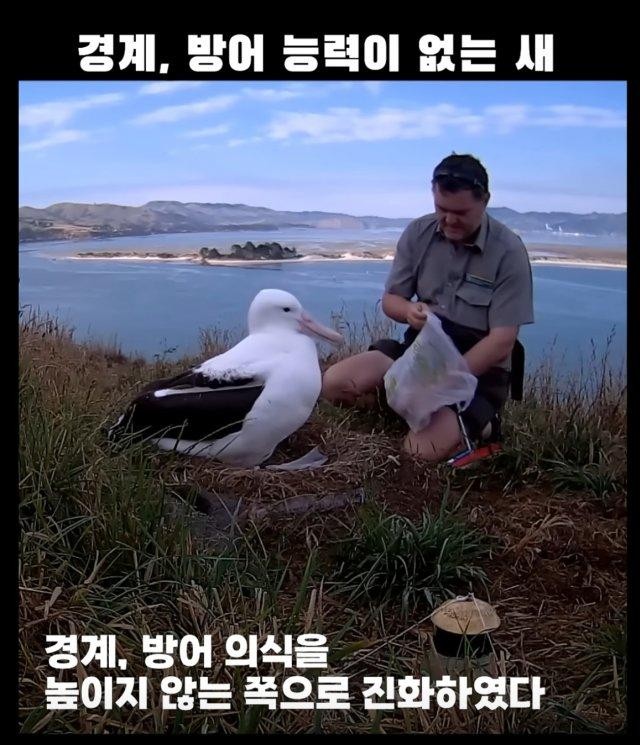 경계, 방어능력이 없는 새 -3