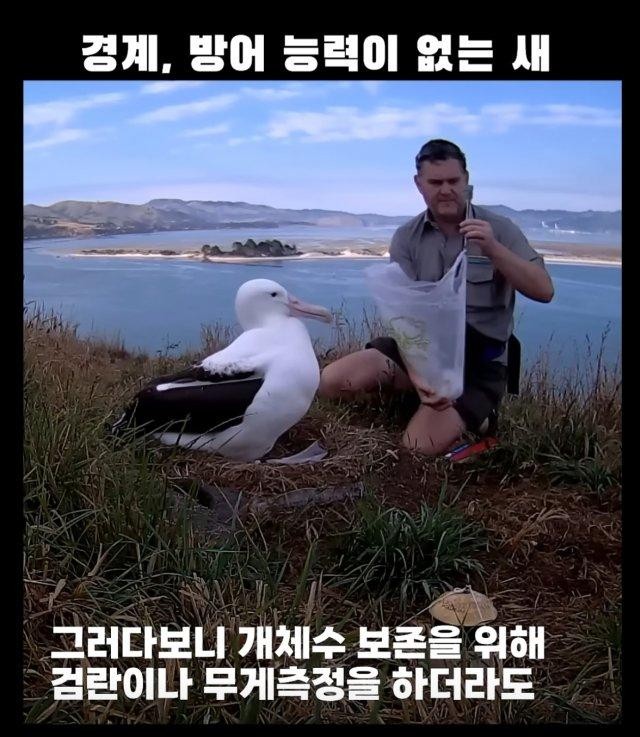 경계, 방어능력이 없는 새 -4