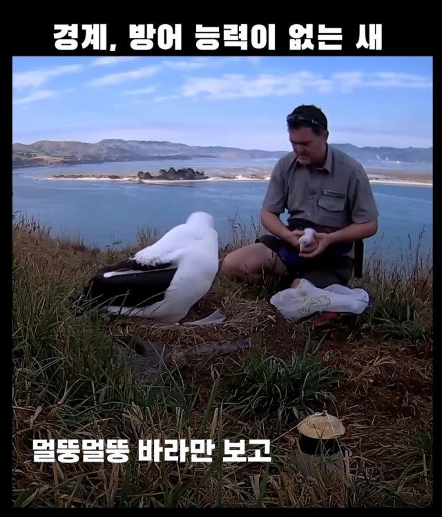 경계, 방어능력이 없는 새 -5
