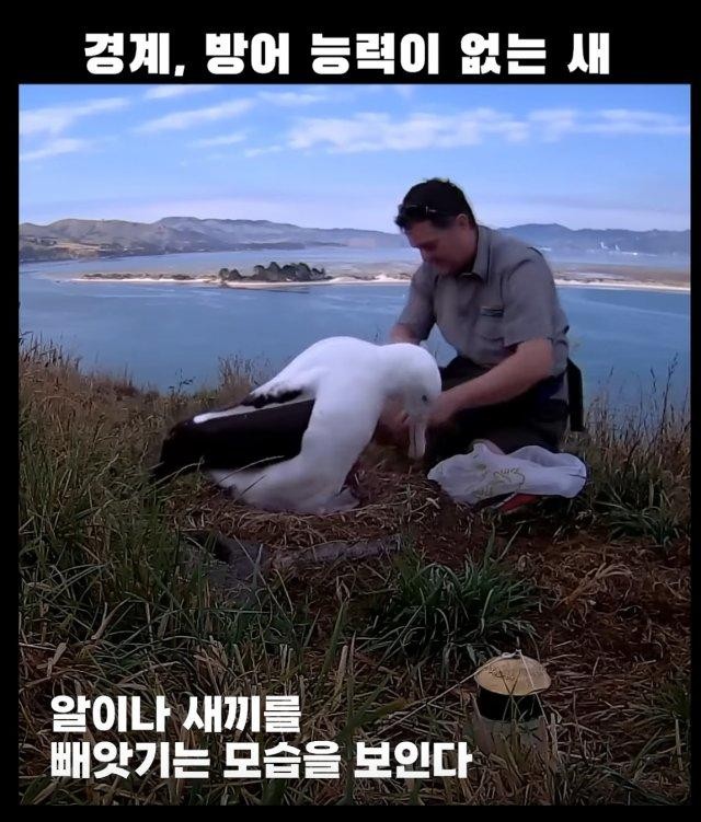 경계, 방어능력이 없는 새 -6