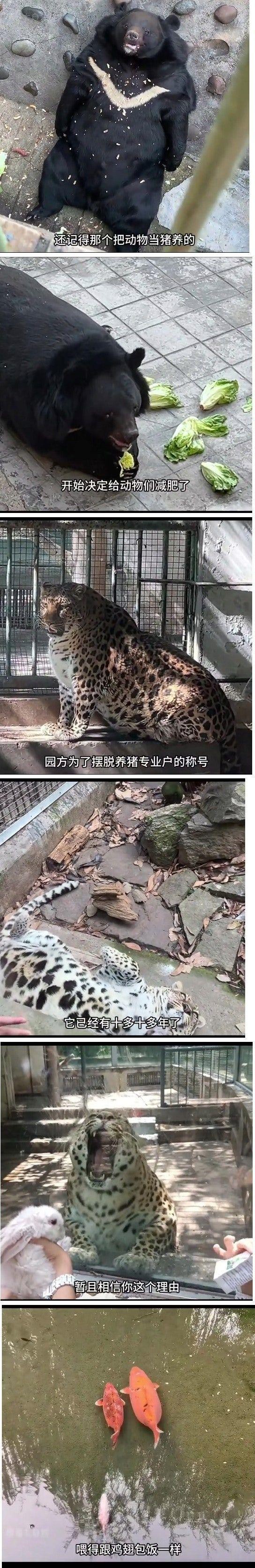 관광객들이 사료 주는 중국 동물원 상태