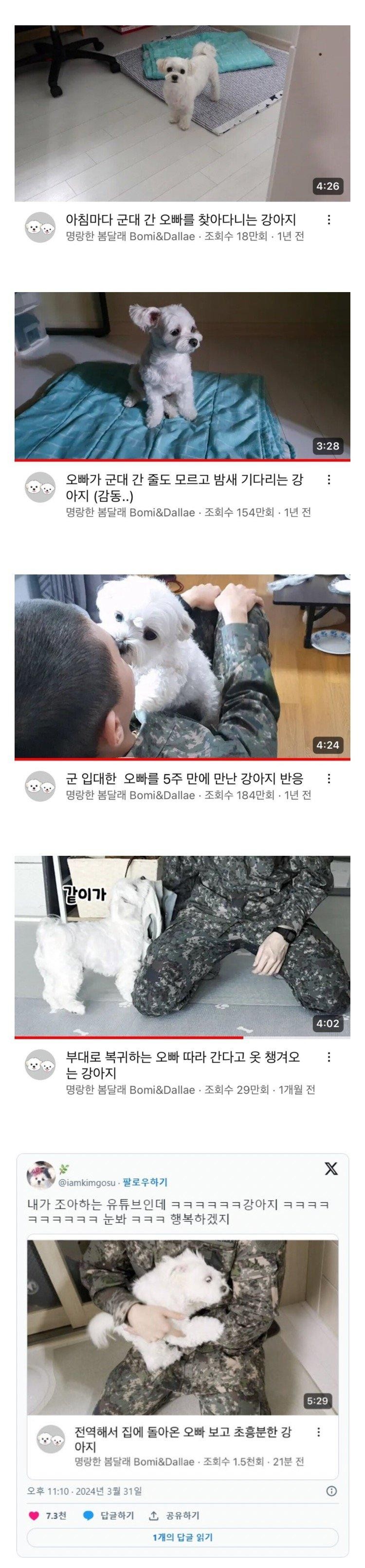 매일 군대간 주인 기다리던 강아지, 전역하던 날