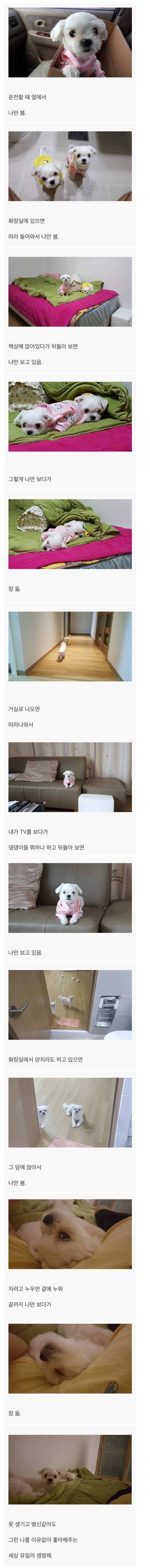 못생기고 X신 같은 나를 이유없이 좋아해주는 생명체