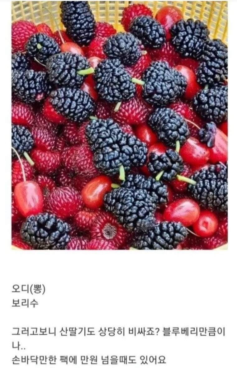 블루베리 서리하고 당당하게 글 올린 사람-5