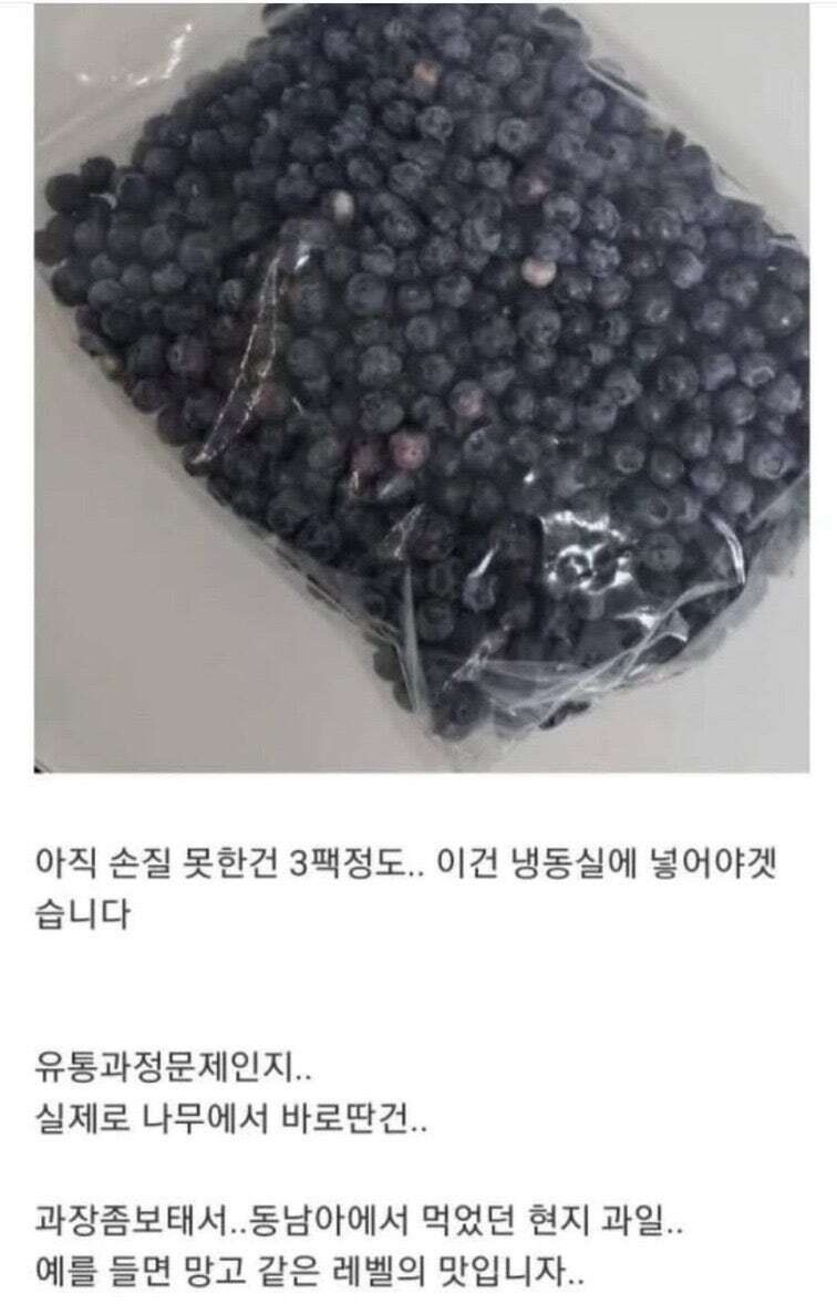 블루베리 서리하고 당당하게 글 올린 사람-10