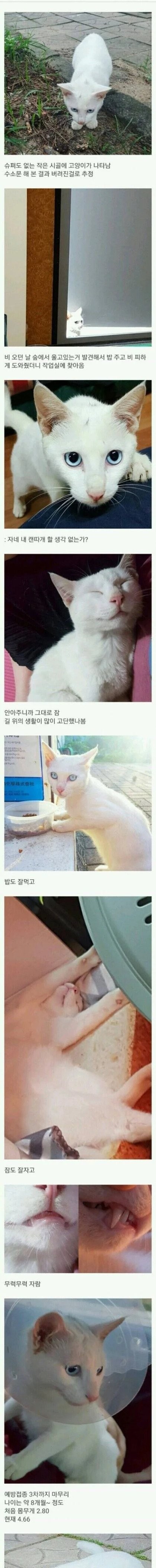 시골에 버려진 고양이를 주운 디시인 