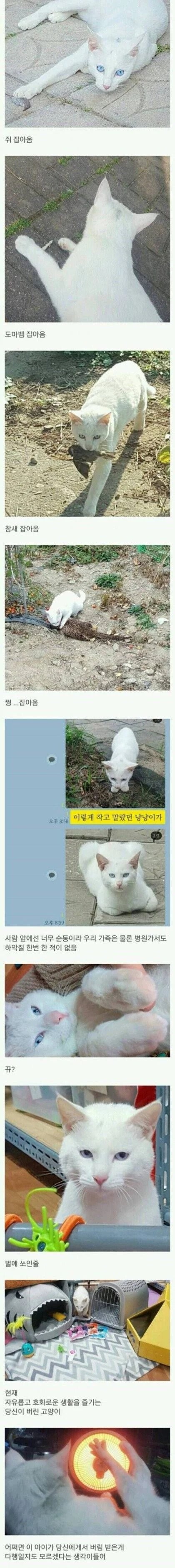 시골에 버려진 고양이를 주운 디시인 -2