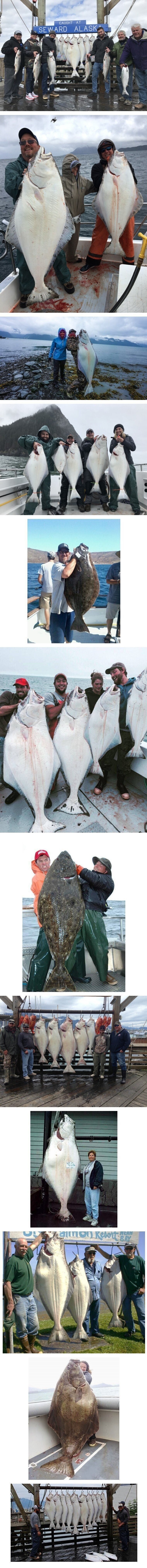 알래스카에 흔한 광어 사이즈