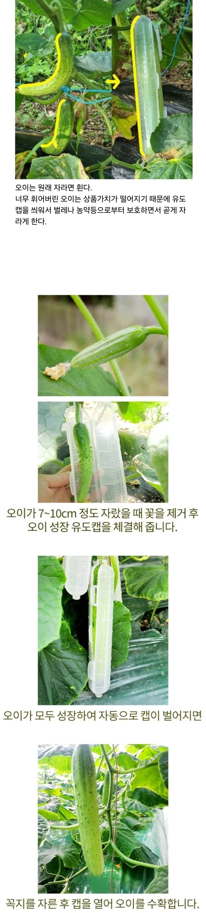 대부분 사람들이 모르는 오이의 비밀