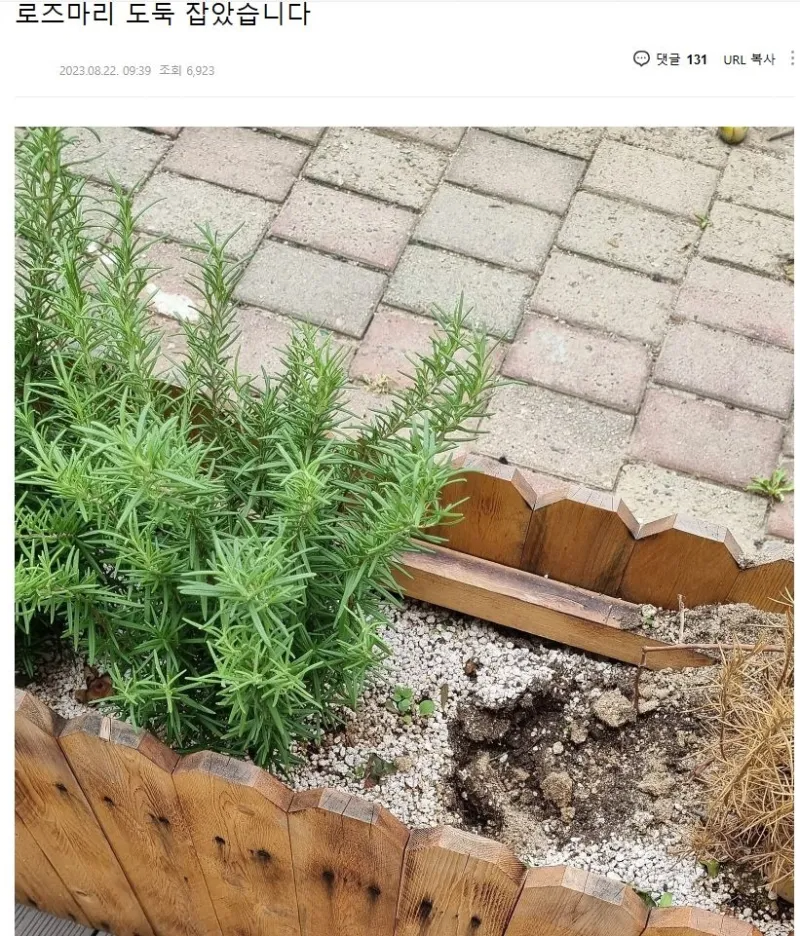 가게 앞 로즈마리 누가 훔쳐갔다는 자영업 사장님