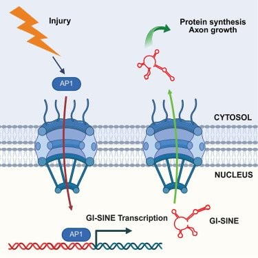 현재 난리났다는 신경회복 시키는 RNA 근황 -5