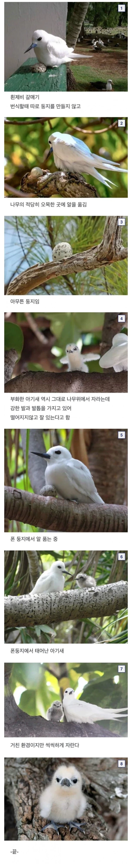 진짜 대충 사는 새.. 